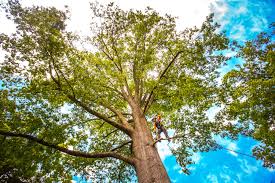 Best Tree Disease Treatment  in Rancho Mirage, CA