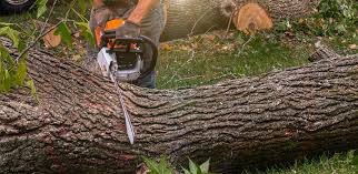 Best Sod Installation  in Rancho Mirage, CA