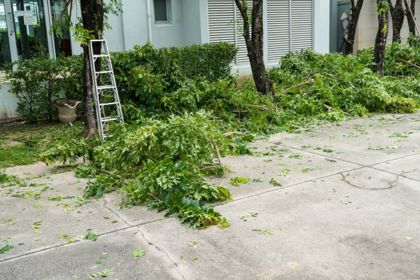 Best Fruit Tree Pruning  in Rancho Mirage, CA