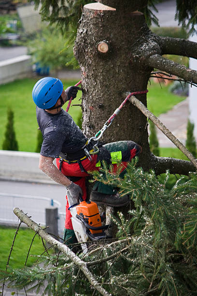 How Our Tree Care Process Works  in  Rancho Mirage, CA