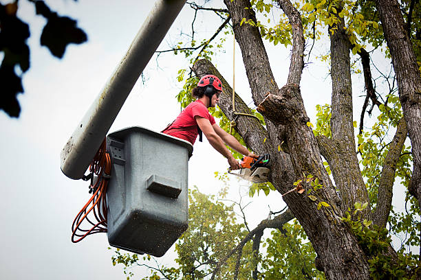Best Tree Risk Assessment  in Rancho Mirage, CA